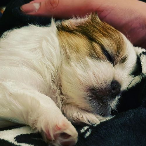 Look at this baby!!! (at Gaithersburg, Maryland)
https://www.instagram.com/p/CoBGUB9sWhI/?igshid=NGJjMDIxMWI=